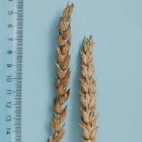 Click for 1 image(s) for this accession. Image