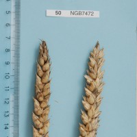 Click for 1 image(s) for this accession. Image