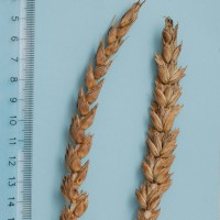 Click for 1 image(s) for this accession. Image