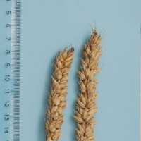 Click for 1 image(s) for this accession. Image