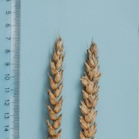 Click for 1 image(s) for this accession. Image