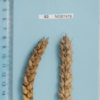 Click for 1 image(s) for this accession. Image