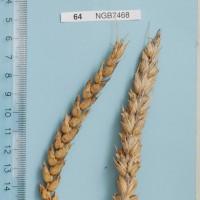 Click for 1 image(s) for this accession. Image