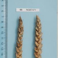 Click for 1 image(s) for this accession. Image