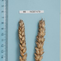 Click for 1 image(s) for this accession. Image