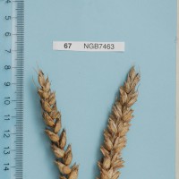 Click for 1 image(s) for this accession. Image