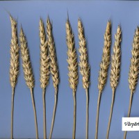 Click for 2 image(s) for this accession. Image