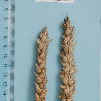 Click for 1 image(s) for this accession. Image