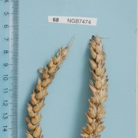 Click for 1 image(s) for this accession. Image