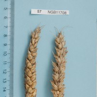 Click for 1 image(s) for this accession. Image