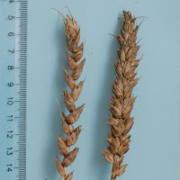 Click for 1 image(s) for this accession. Image