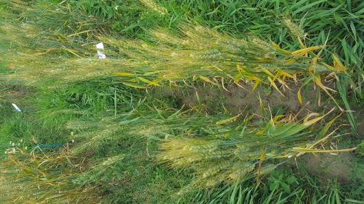 Click for 2 image(s) for this accession.