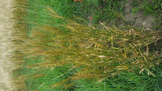 Click for 1 image(s) for this accession.