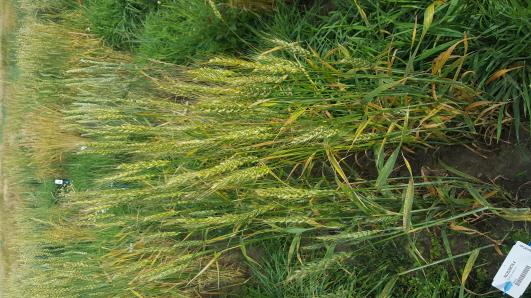 Click for 2 image(s) for this accession.