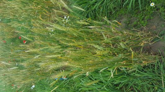 Click for 3 image(s) for this accession.