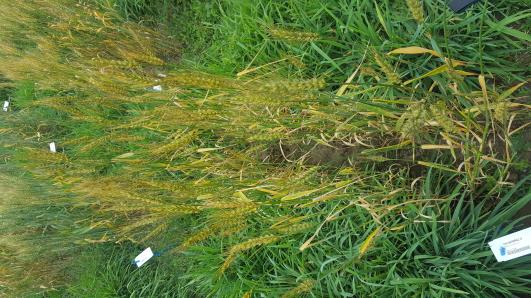 Click for 2 image(s) for this accession.