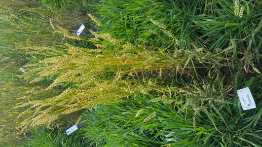 Click for 2 image(s) for this accession.