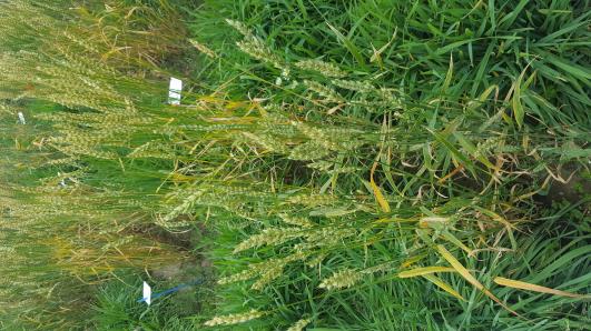 Click for 1 image(s) for this accession.