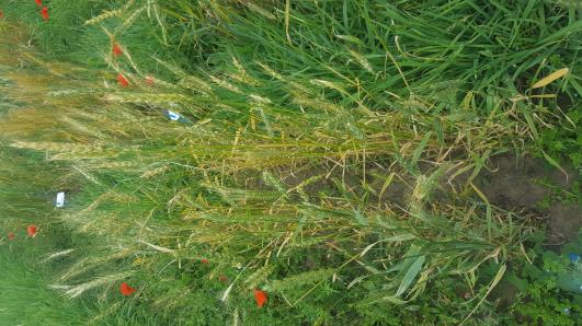 Click for 2 image(s) for this accession.