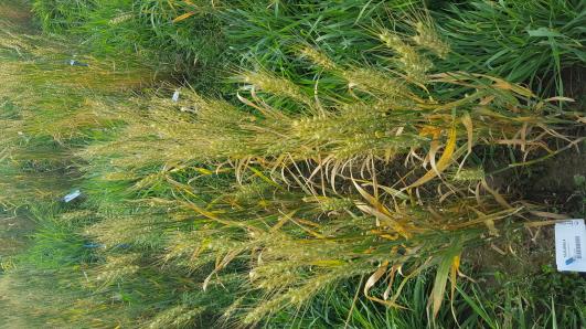 Click for 2 image(s) for this accession.