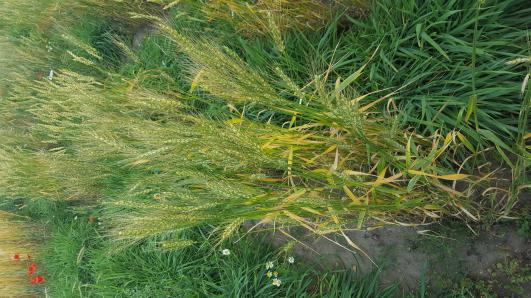 Click for 2 image(s) for this accession.