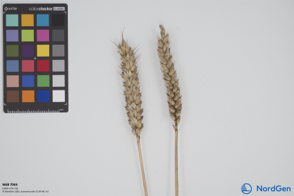 Click for 1 image(s) for this accession. SPIKE