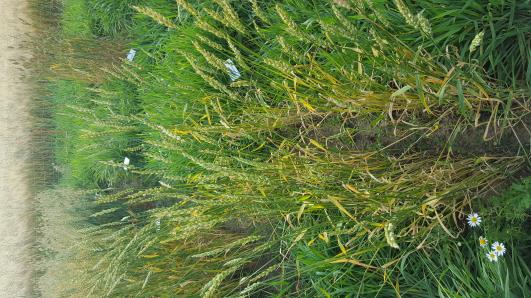 Click for 3 image(s) for this accession.