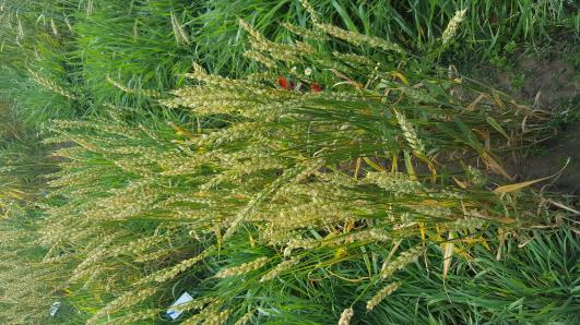 Click for 1 image(s) for this accession.