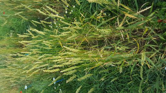 Click for 2 image(s) for this accession.