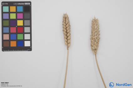 Click for 1 image(s) for this accession. SPIKE