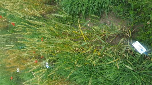 Click for 3 image(s) for this accession.