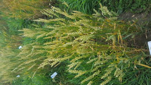 Click for 1 image(s) for this accession.