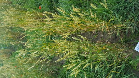 Click for 1 image(s) for this accession.