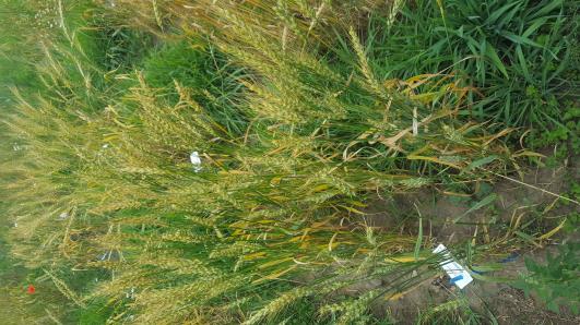 Click for 3 image(s) for this accession.