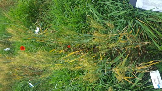 Click for 2 image(s) for this accession.