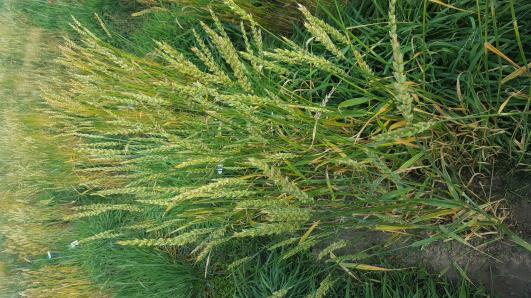 Click for 3 image(s) for this accession.