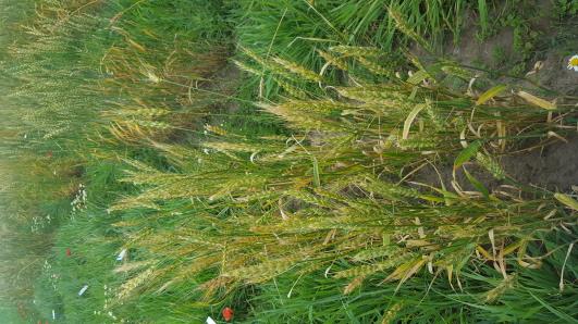 Click for 2 image(s) for this accession.