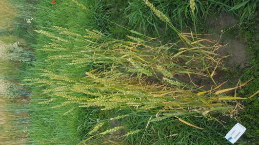 Click for 1 image(s) for this accession.