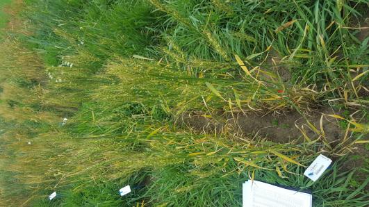 Click for 1 image(s) for this accession.