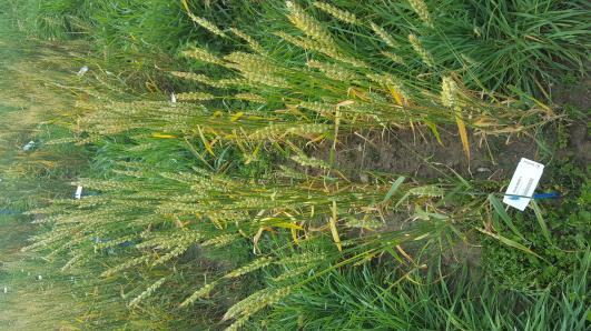 Click for 2 image(s) for this accession.