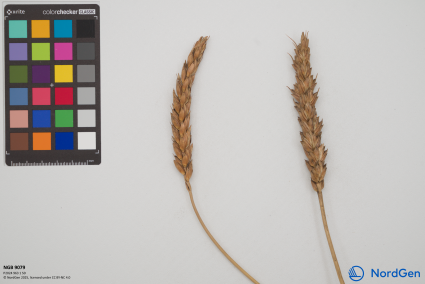 Click for 2 image(s) for this accession. SPIKE