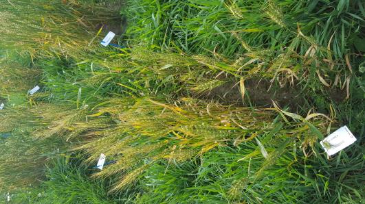 Click for 2 image(s) for this accession.