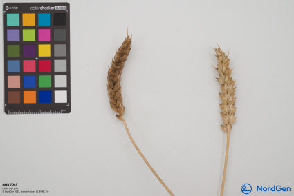 Click for 7 image(s) for this accession. SPIKE