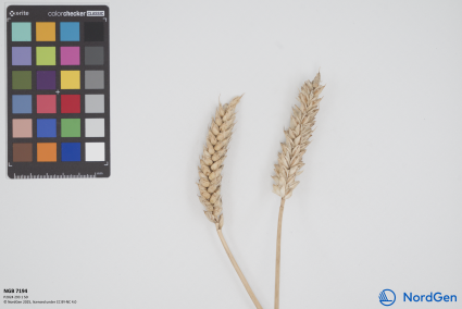 Click for 1 image(s) for this accession. SPIKE