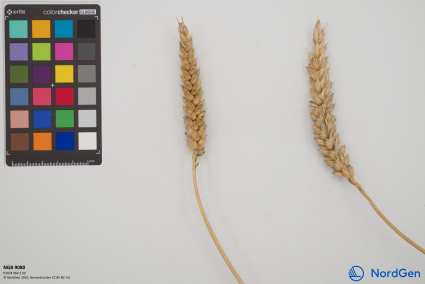 Click for 3 image(s) for this accession. SPIKE