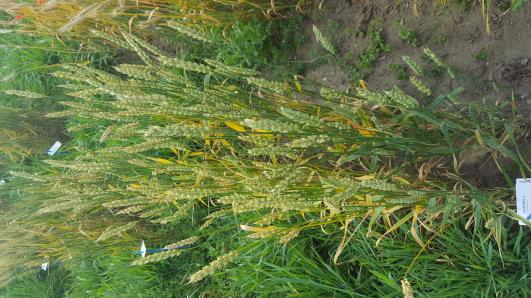 Click for 1 image(s) for this accession.