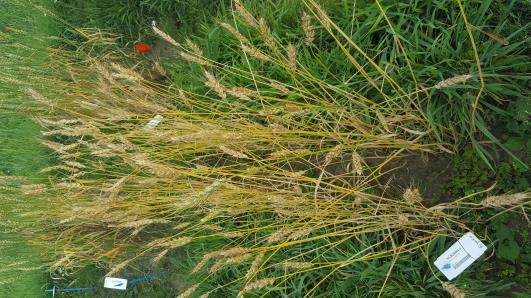 Click for 1 image(s) for this accession.