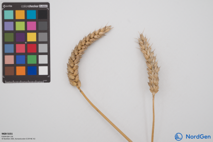 Click for 4 image(s) for this accession. SPIKE