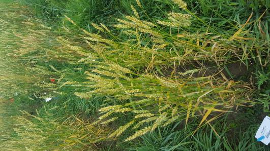 Click for 3 image(s) for this accession.