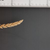 Click for 5 image(s) for this accession. Image